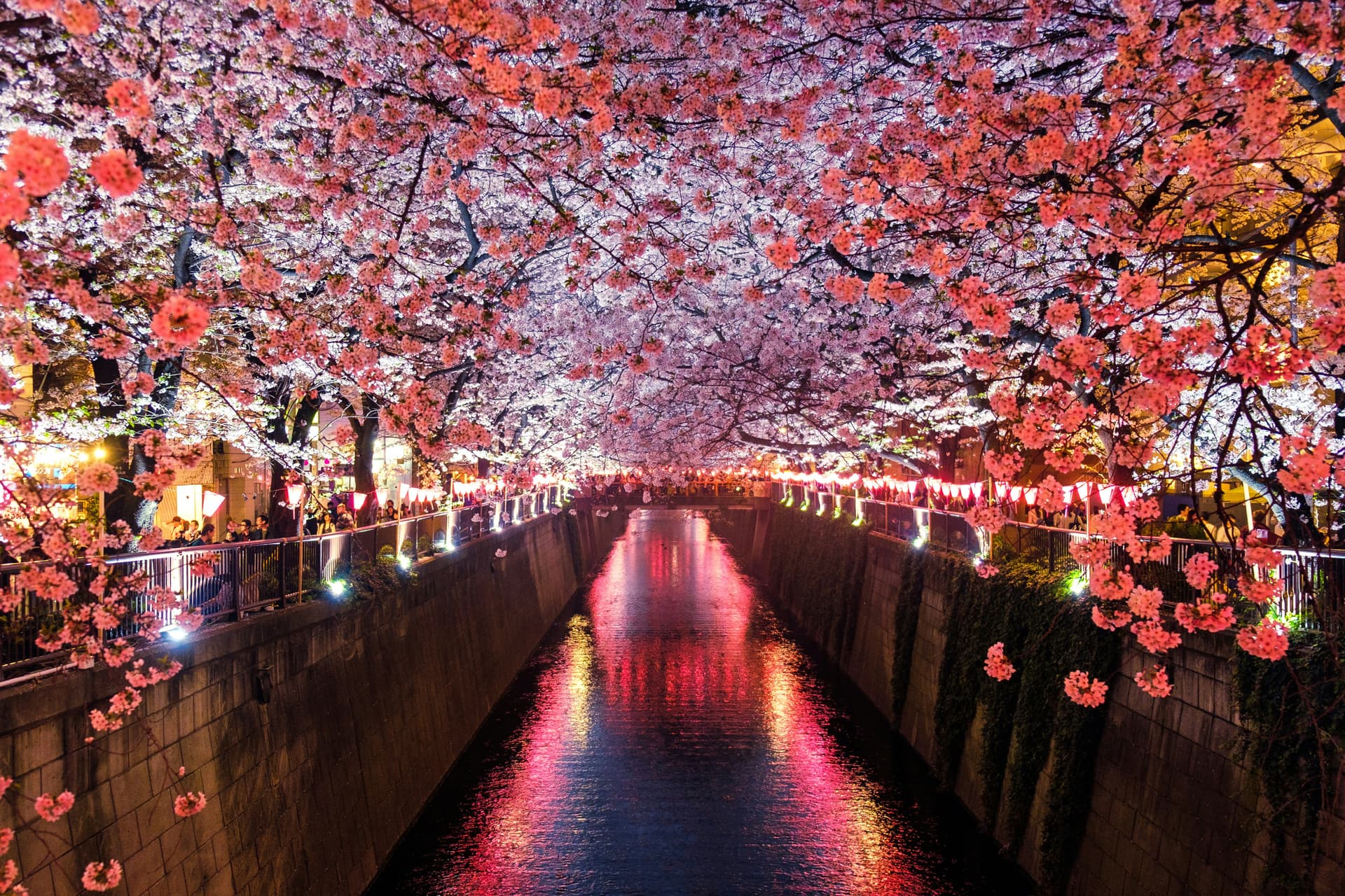 Cherry Blossom Season in Japan: A Guide for Indian Travelers